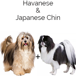 Havachin Dog